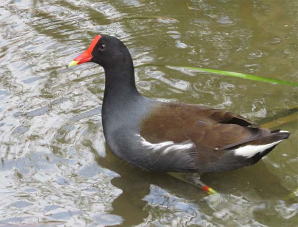 This image has an empty alt attribute; its file name is common-Gallinule-texas-2015-for-ws.jpg