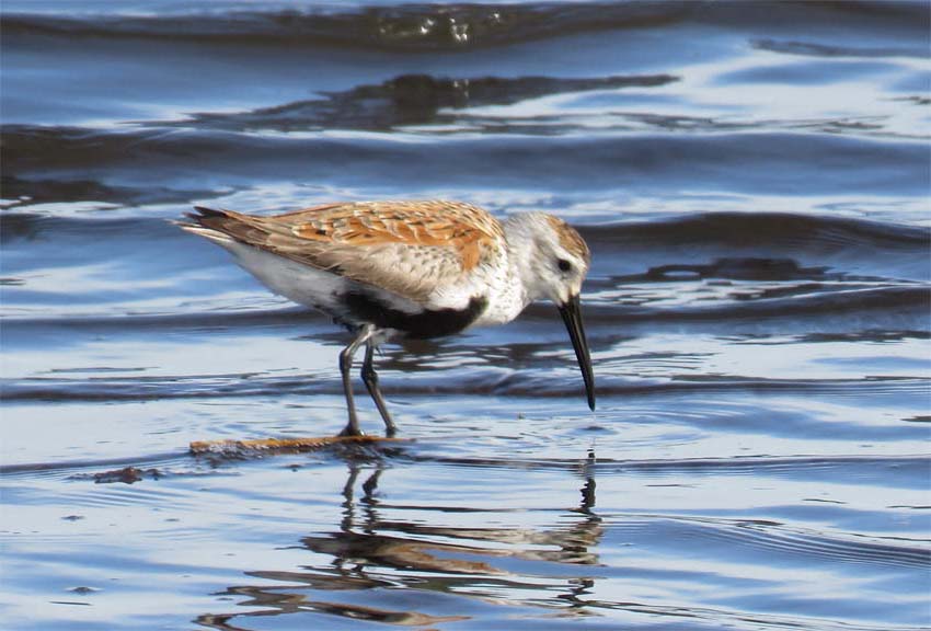 This image has an empty alt attribute; its file name is dunlin-may-4-crocket-2019-for-ws.jpg